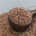 Nuevo pozo Elija MP Red Sorghum